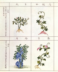 Quatre plantes d