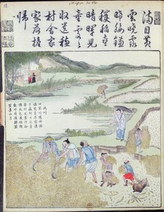 Récolte, La culture du riz en Chine