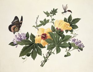 Hibiscus et papillon - Chinese School