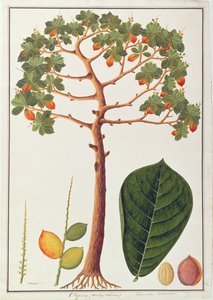 Klapang Terminalia Molucana ou amande malaise, de Dessins de plantes de Malacca, c.1805-18 - Chinese School