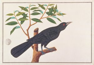 Koel, tiré de Dessins d