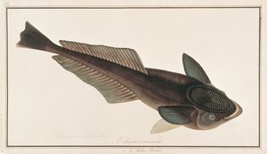 Poisson-suceur vivant, de dessins de poissons de Malacca, c.1805-18 - Chinese School