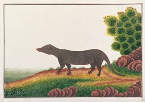Mangouste, de Dessins d