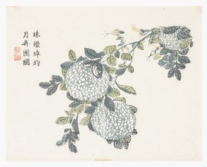 Jardin de graines de moutarde - Chinese School