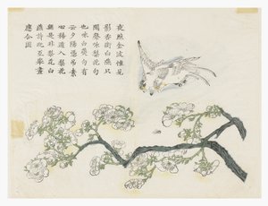 Jardin de graines de moutarde - Chinese School