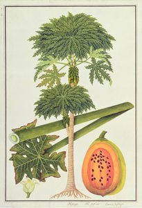 Papaye, La Papau ou Caica Papaya, de Dessins de Plantes de Malacca, c.1805-18 - Chinese School
