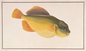 Poisson-pouffeur, de dessins de poissons de Malacca, c.1805-18 - Chinese School
