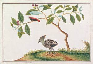 Souimanga à dos écarlate avec pic gris et fauve, tiré de Dessins d