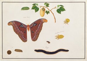 Six arthropodes, de Dessins d