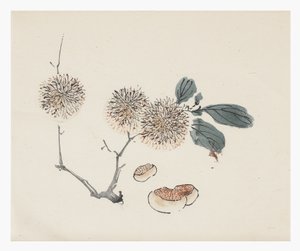 Série des Dix Bambous, XVIIIe siècle - Chinese School