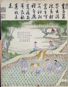 Désherbage, La culture du riz en Chine
