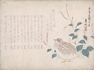Caille - Chokko Roshû