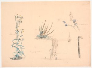 Études de plantes. Un pont de bain et un navire