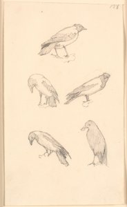 Corbeaux