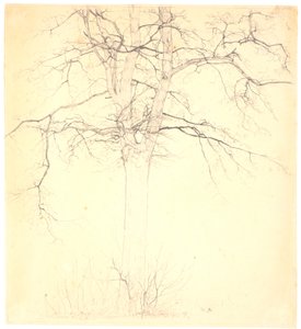 Tilleul au chemin de l