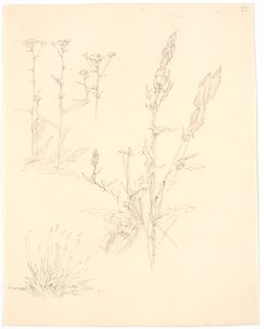 Études de plantes - Christen Købke