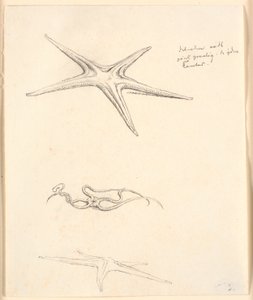 Étoiles de mer - Christen Købke
