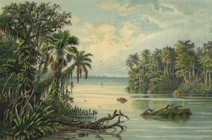 Forêt tropicale sur le bas Amazone, Brésil