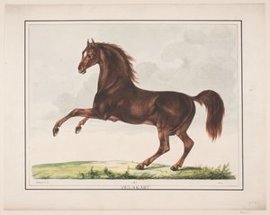 Hesten Velskabt - Christian David Gebauer