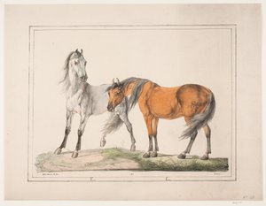 Les chevaux E & G