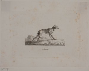 Minette - Christian David Gebauer
