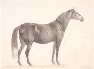 Cheval noir - Christian David Gebauer