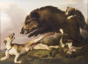 Chasse au sanglier