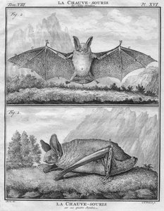 La Chauve-Souris les Ailes entendues & La Chauve-Souris sur ses quatre Jambes - Christian Friedrich Fritzsch