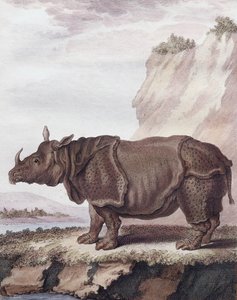 Rhinocéros (gravure)