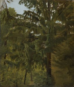 Sapin dans une forêt de feuillus