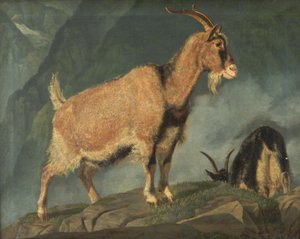 Chèvres dans les Alpes - Christian Holm