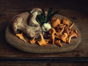 Récolte de champignons à la campagne