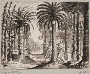 Bosquet de palmiers à bétel