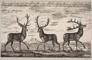 Trois cerfs abattus à Cobourg - Christian Rothgiesser
