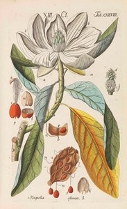 Botanisches Handbuch, 1808 - Christian Schkuhr