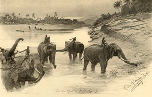 Éléphants sur les rives de la rivière Mahaweli, Ceylan, 1898 - Christian Wilhelm Allers