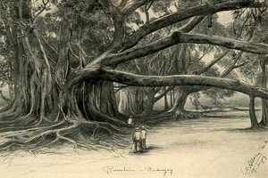 Arbres géants à Buitenzorg, Java, 1898 - Christian Wilhelm Allers