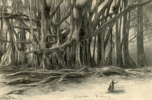 Arbres géants à Buitenzorg, Java - Christian Wilhelm Allers