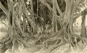 Arbres géants dans les jardins botaniques, Peradeniya, Kandy, Ceylan, 1898 - Christian Wilhelm Allers