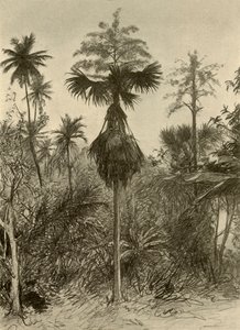 Palmier Talipot après floraison, Ceylan