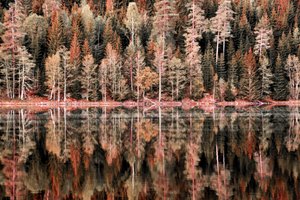 Reflets dans la forêt d