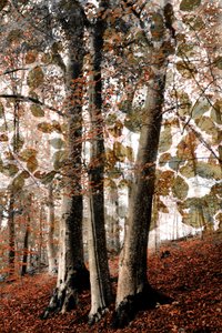 Scène automnale dans les bois