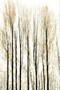 Les limites floues de la forêt