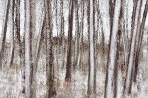 Arbres d