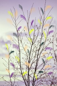 Branches printanières colorées