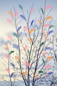 Branches printanières colorées