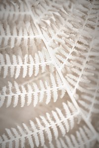 Motif délicat de fougères