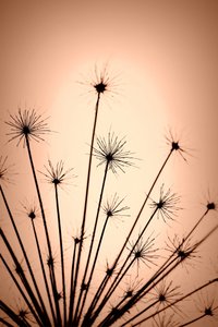 Silhouettes délicates et chaleureuses - Christina Sillen