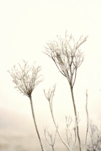 Une délicate gelée hivernale - Christina Sillen