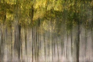 Une forêt d